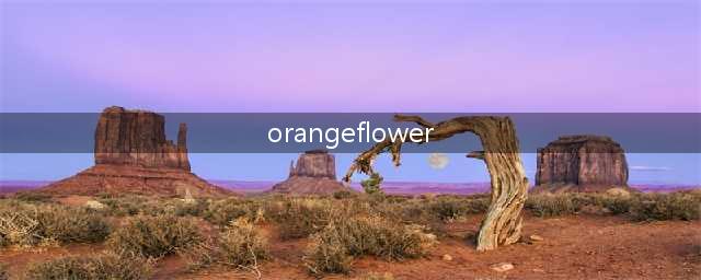 orangeflower？an后面接哪些字母开头的单词